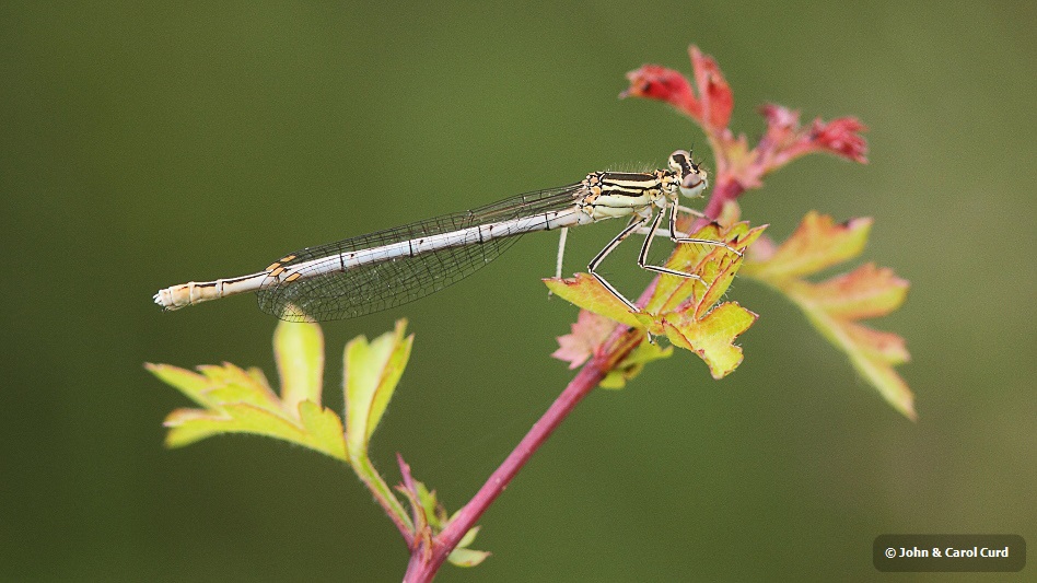 J01_2945 Platycnemis pennipes female.JPG